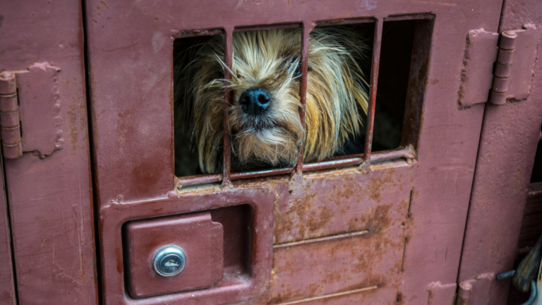 Crueldade Animal