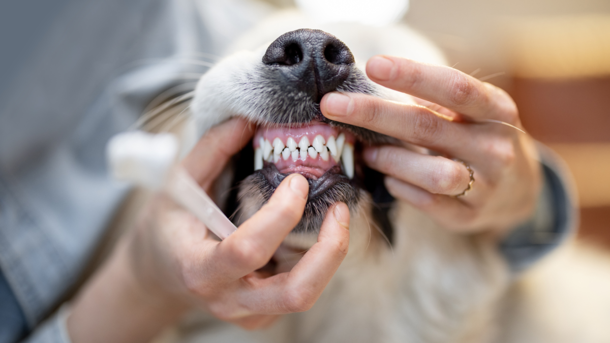 higiene bucal do seu cachorro
