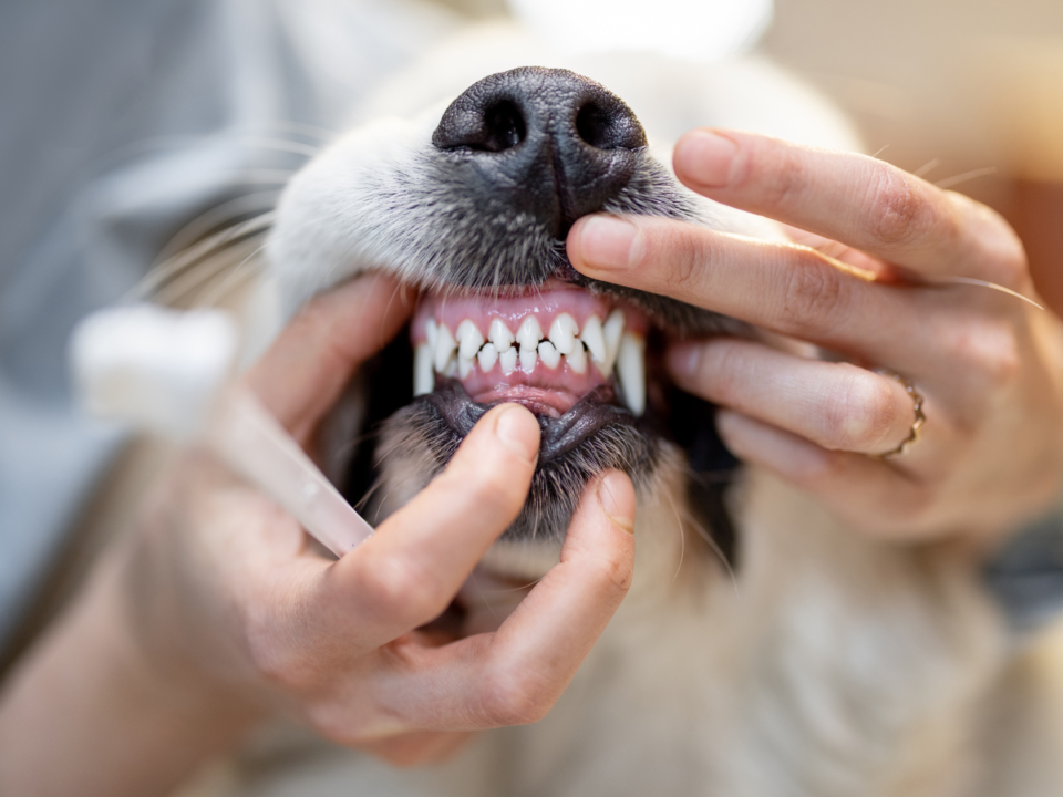 higiene bucal do seu cachorro