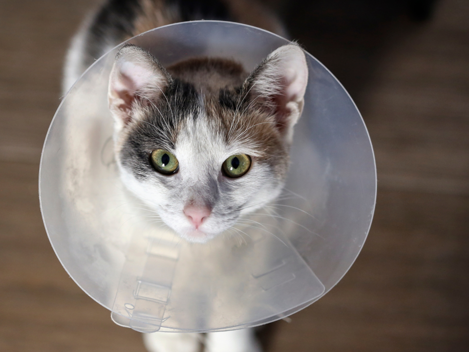 castração em gatos