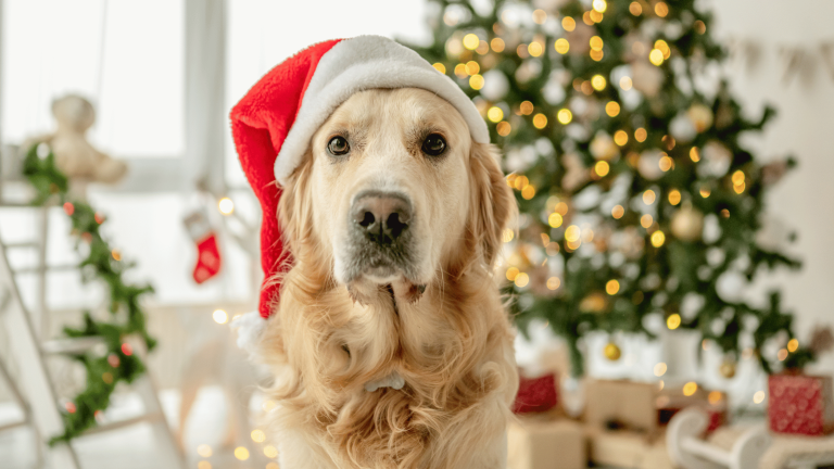 natal sem riscos para seu cão