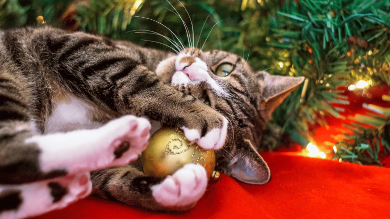 Natal-sem-riscos-para-o-seu-gato