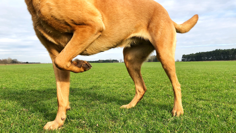 dor nas articulações do cachorro