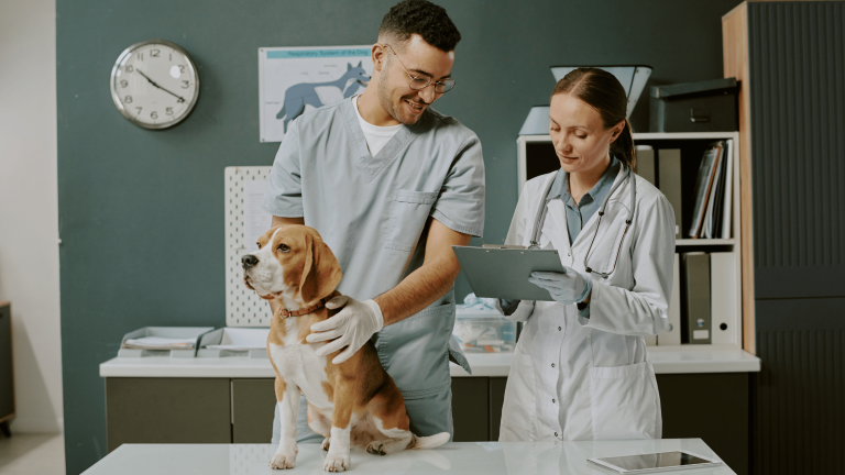 exames essenciais para cães
